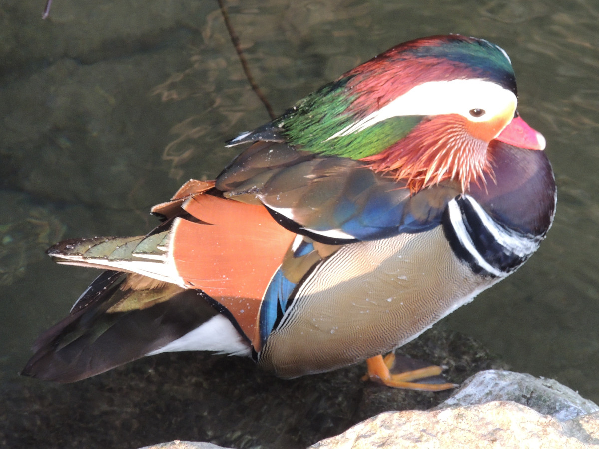 Mandarinente, Mandarin Duck, Aix galericulata - free bird images