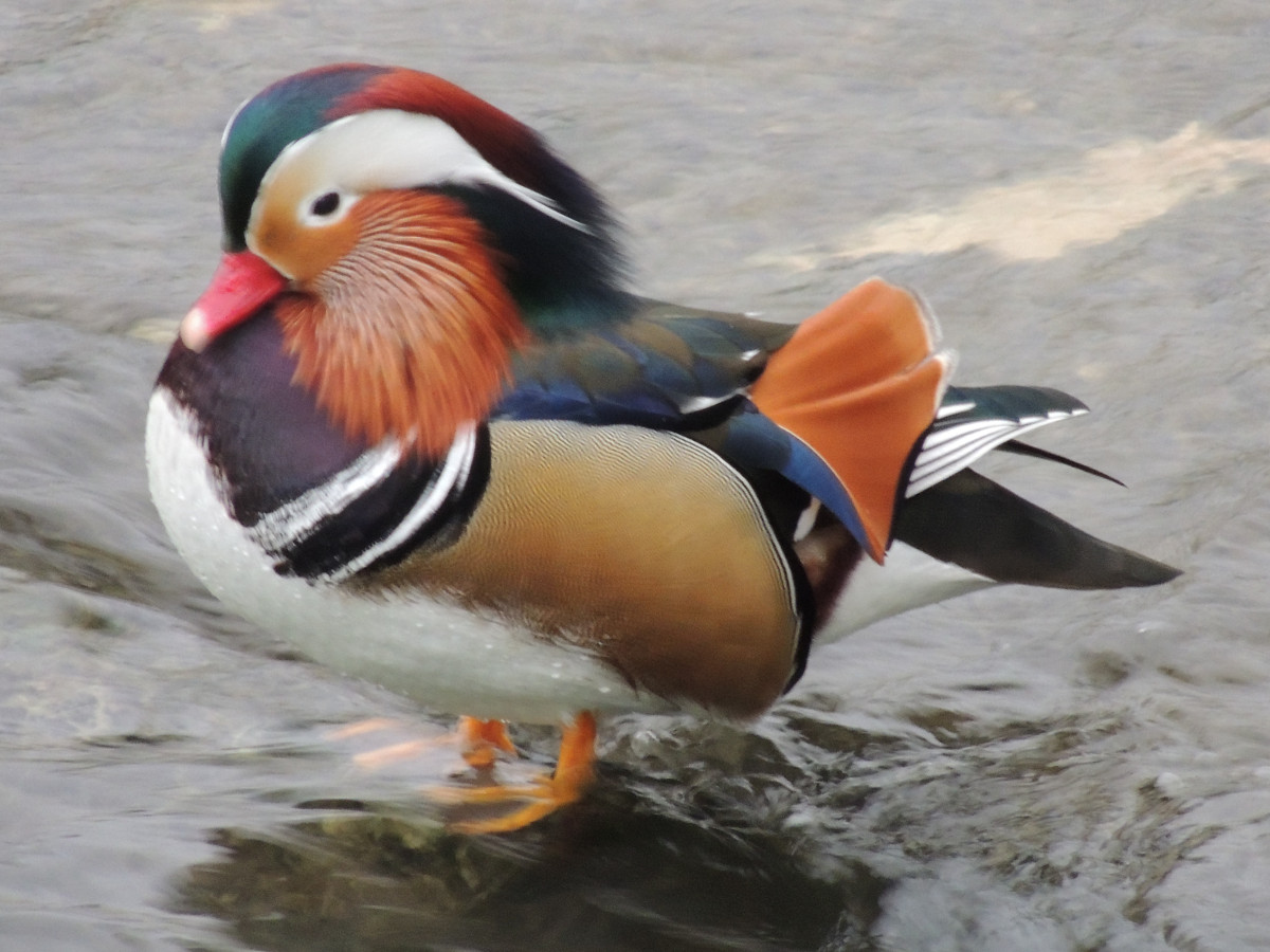 Mandarinente, Mandarin Duck, Aix galericulata - free bird images