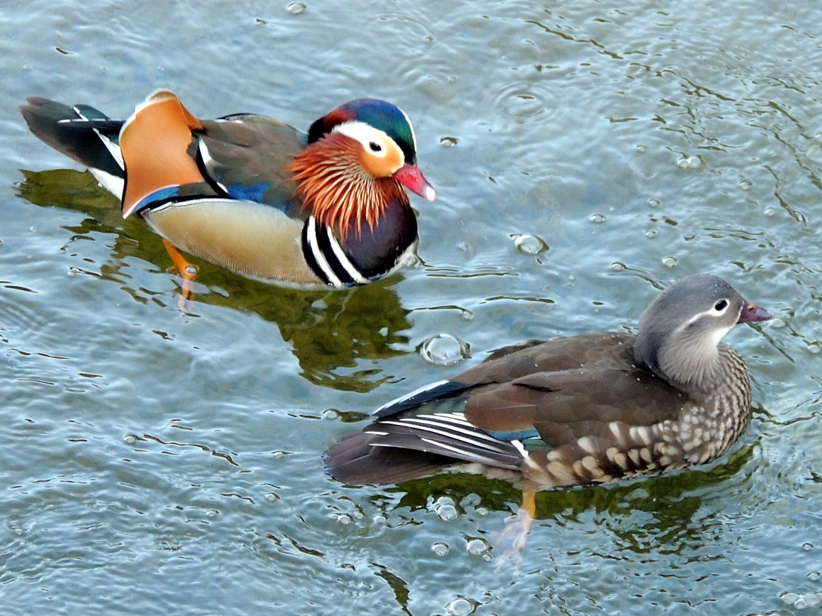 Mandarinente, Mandarin Duck, Aix galericulata - free bird images